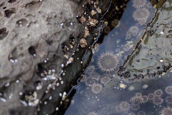 A collection of marine invertebrates in a tide pool between two large rock formations.